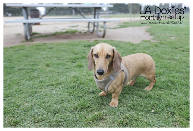 © Johnny Ortez-Tibbels | www.Rufusontheweb.com