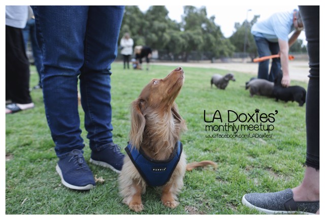 © Johnny Ortez-Tibbels | www.Rufusontheweb.com