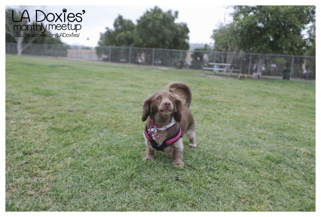 © Johnny Ortez-Tibbels | www.Rufusontheweb.com