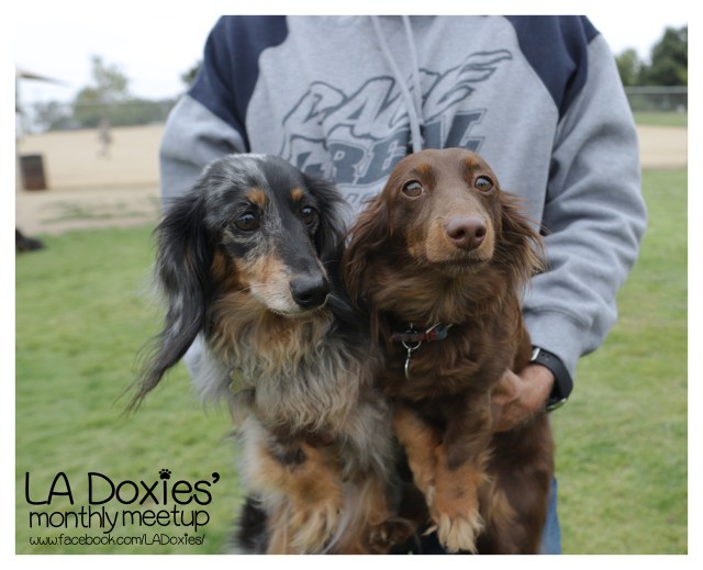 LA Doxies' Monthly Meetup © Johnny Ortez-Tibbels | www.Rufusontheweb.com