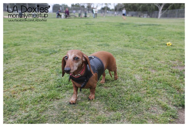 © Johnny Ortez-Tibbels | www.Rufusontheweb.com