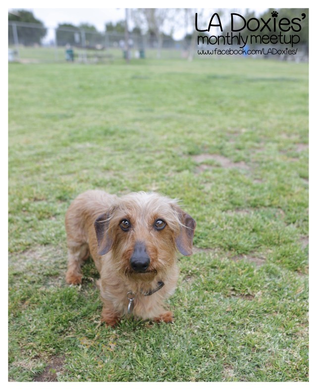 © Johnny Ortez-Tibbels | www.Rufusontheweb.com