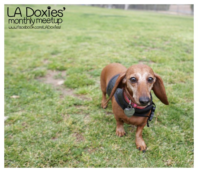 © Johnny Ortez-Tibbels | www.Rufusontheweb.com