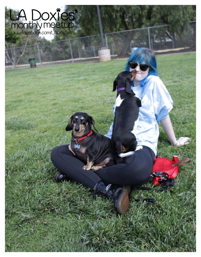 LA Doxies' Monthly Meetup © Johnny Ortez-Tibbels | www.Rufusontheweb.com