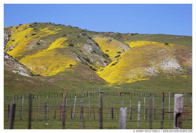 © Johnny Ortez-Tibbels | www.Rufusontheweb.com