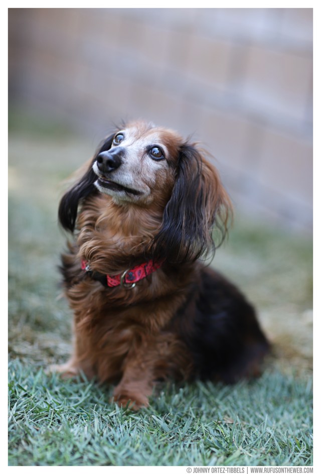 Murray Pack © Johnny Ortez-Tibbels | www.Rufusontheweb.com