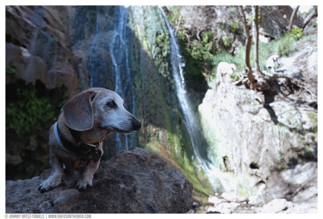 © Johnny Ortez-Tibbels | www.Rufusontheweb.com