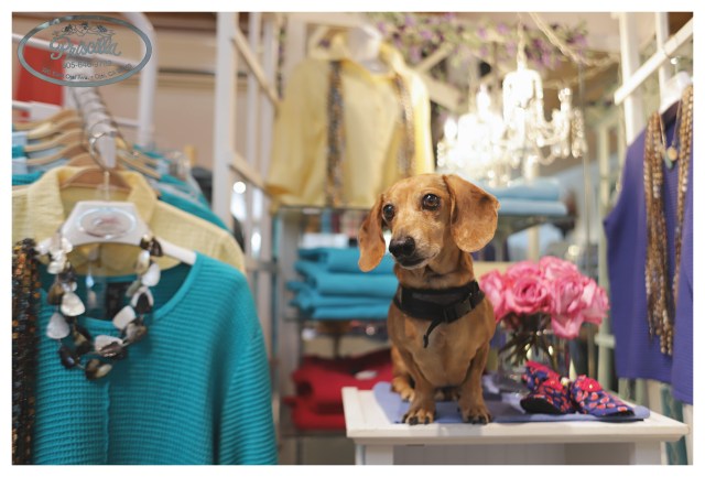 © Johnny Ortez-Tibbels | www.Rufusontheweb.com