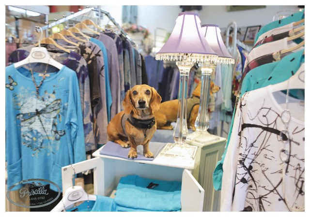 © Johnny Ortez-Tibbels | www.Rufusontheweb.com