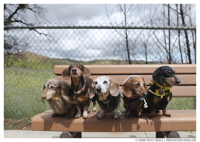 Dachshund Sunday Funday © Johnny Ortez-Tibbels | www.Rufusontheweb.com