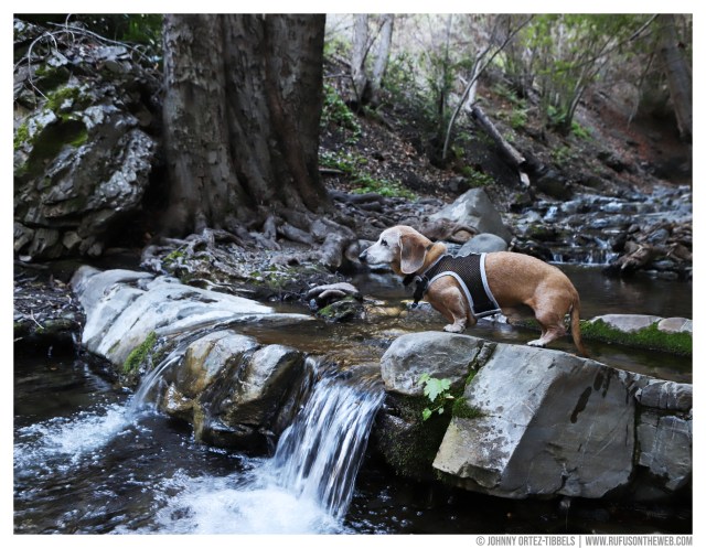 Rufus' Farewell Tour © Johnny Ortez-Tibbels | www.Rufusontheweb.com