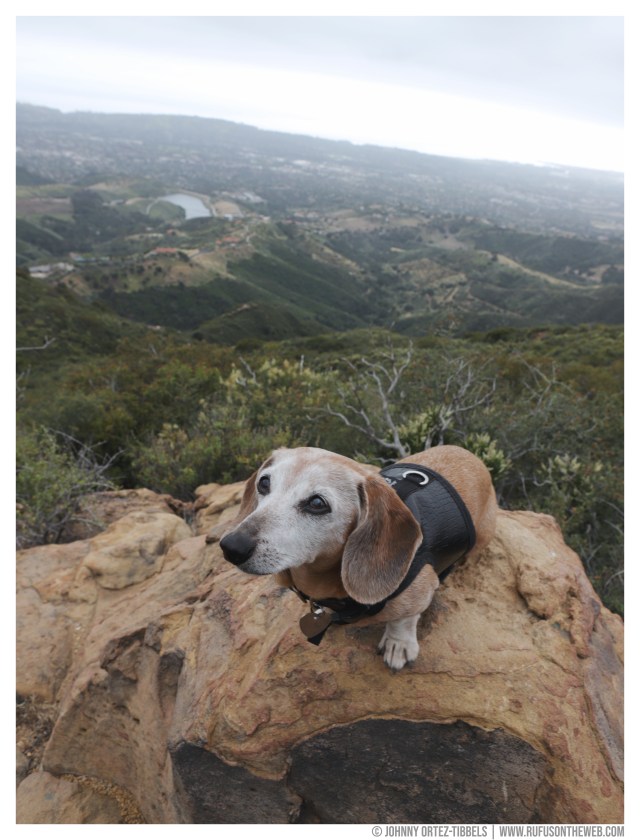 Rufus' Farewell Tour © Johnny Ortez-Tibbels | www.Rufusontheweb.com