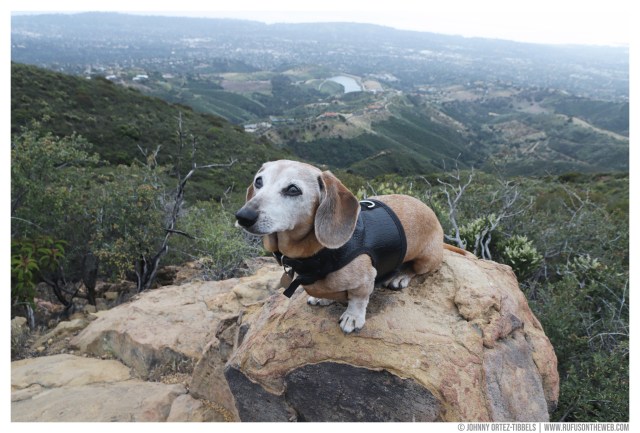 Rufus' Farewell Tour © Johnny Ortez-Tibbels | www.Rufusontheweb.com