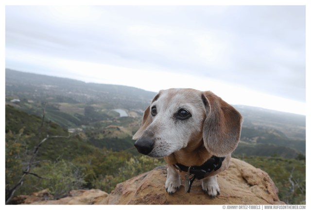 Rufus' Farewell Tour © Johnny Ortez-Tibbels | www.Rufusontheweb.com