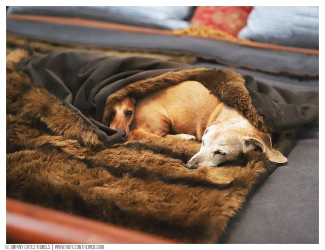 © Johnny Ortez-Tibbels | www.Rufusontheweb.com