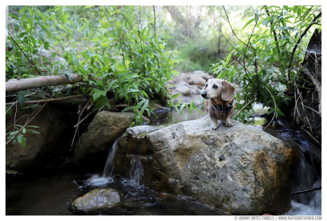 © Johnny Ortez-Tibbels | www.Rufusontheweb.com