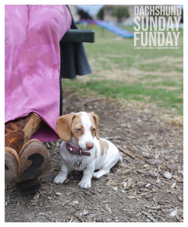 © Johnny Ortez-Tibbels | www.Rufusontheweb.com