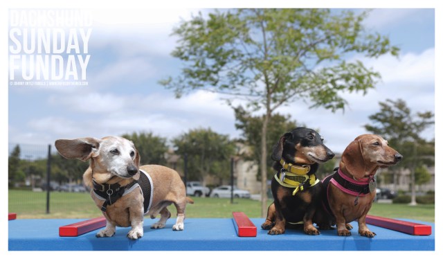 © Johnny Ortez-Tibbels | www.Rufusontheweb.com