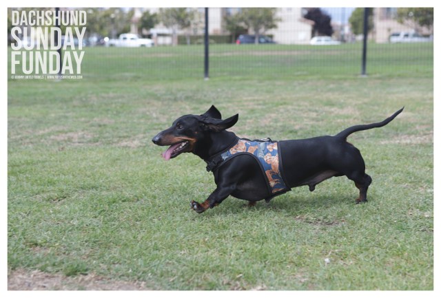 © Johnny Ortez-Tibbels | www.Rufusontheweb.com