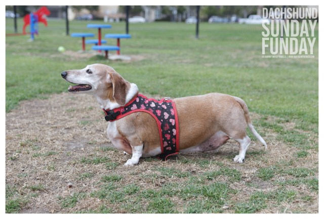 © Johnny Ortez-Tibbels | www.Rufusontheweb.com