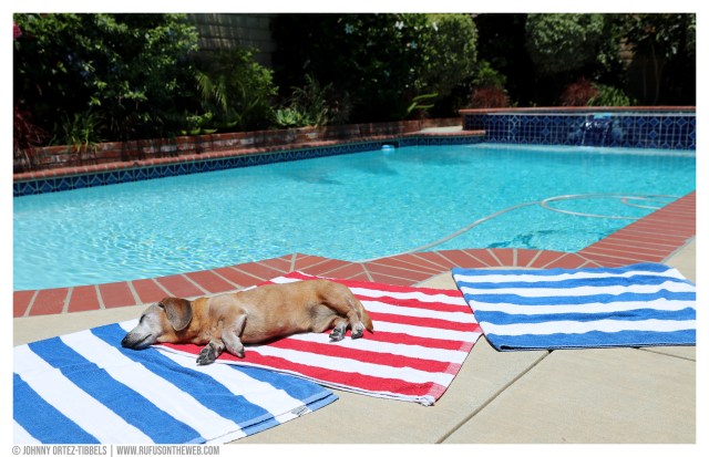 © Johnny Ortez-Tibbels | www.Rufusontheweb.com