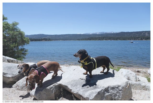 © Johnny Ortez-Tibbels | www.Rufusontheweb.com