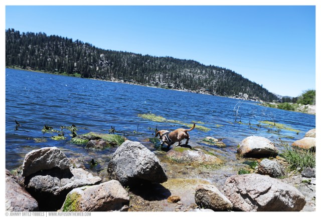 © Johnny Ortez-Tibbels | www.Rufusontheweb.com