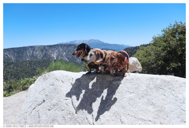 © Johnny Ortez-Tibbels | www.Rufusontheweb.com