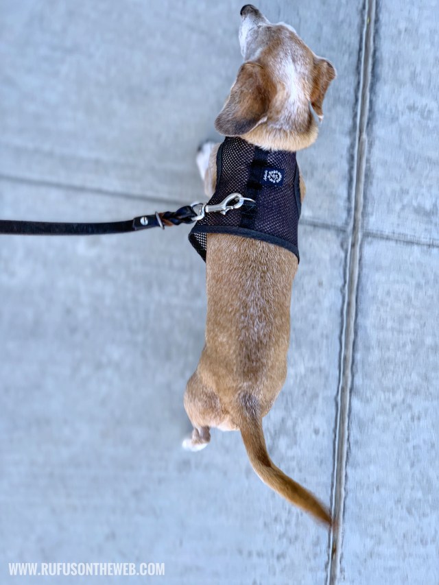 © Johnny Ortez-Tibbels | www.Rufusontheweb.com