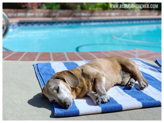 © Johnny Ortez-Tibbels | www.Rufusontheweb.com