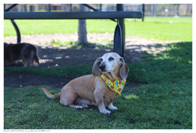 © Johnny Ortez-Tibbels | www.Rufusontheweb.com