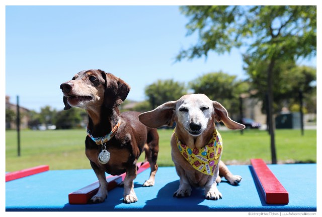 © Johnny Ortez-Tibbels | www.Rufusontheweb.com