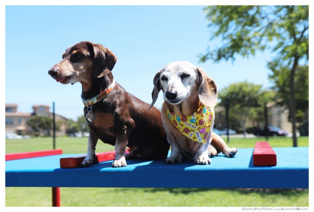 © Johnny Ortez-Tibbels | www.Rufusontheweb.com