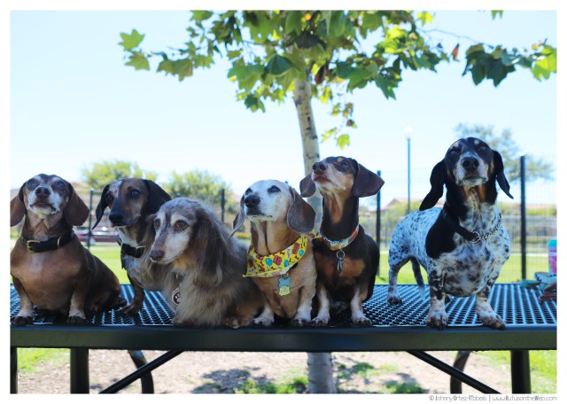 © Johnny Ortez-Tibbels | www.Rufusontheweb.com