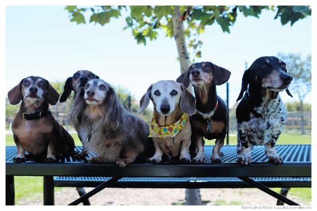 © Johnny Ortez-Tibbels | www.Rufusontheweb.com