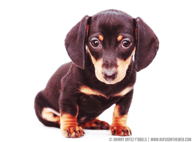 © Johnny Ortez-Tibbels | www.Rufusontheweb.com