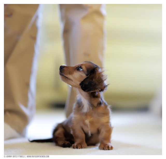 © Johnny Ortez-Tibbels | www.Rufusontheweb.com