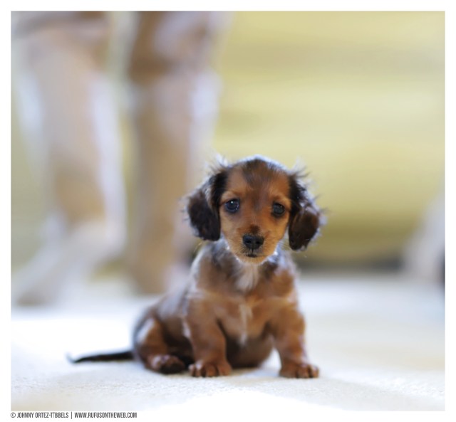 © Johnny Ortez-Tibbels | www.Rufusontheweb.com