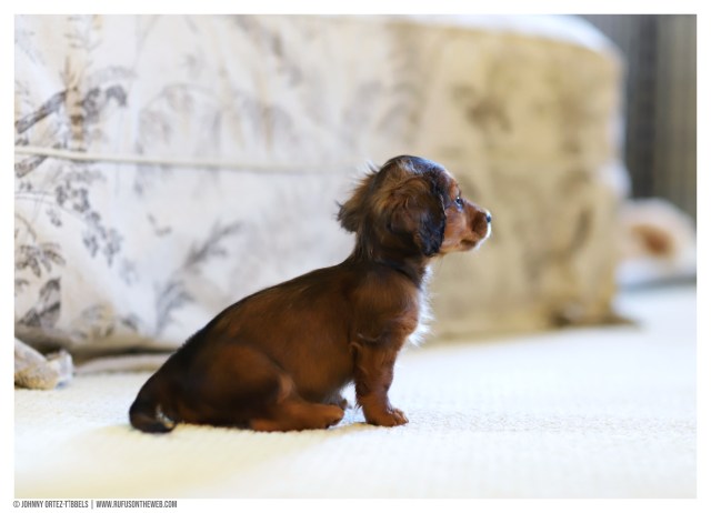 © Johnny Ortez-Tibbels | www.Rufusontheweb.com