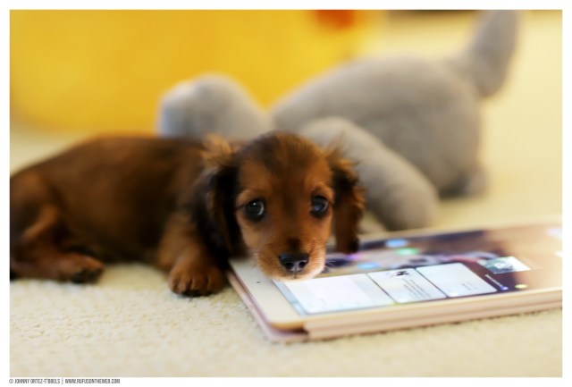 © Johnny Ortez-Tibbels | www.Rufusontheweb.com