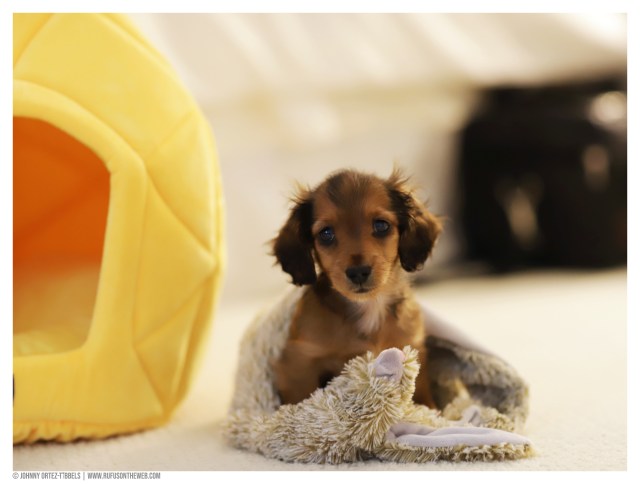 © Johnny Ortez-Tibbels | www.Rufusontheweb.com