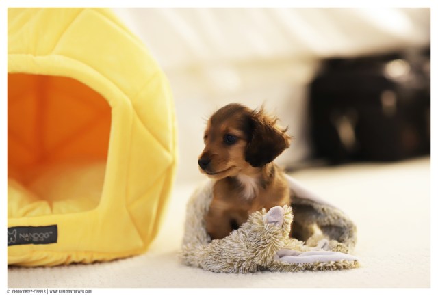 © Johnny Ortez-Tibbels | www.Rufusontheweb.com