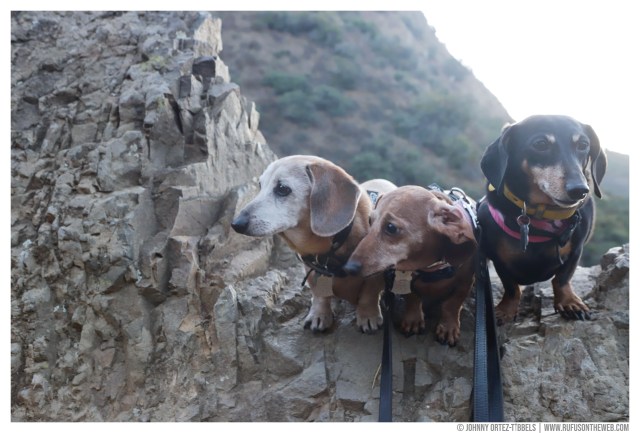 © Johnny Ortez-Tibbels | www.Rufusontheweb.com