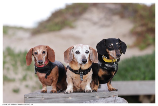 © Johnny Ortez-Tibbels | www.Rufusontheweb.com