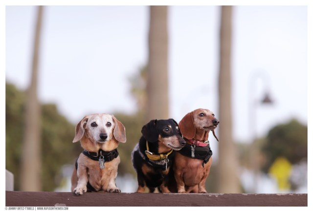 © Johnny Ortez-Tibbels | www.Rufusontheweb.com