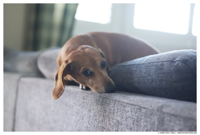 Milo © Johnny Ortez-Tibbels | www.Rufusontheweb.com