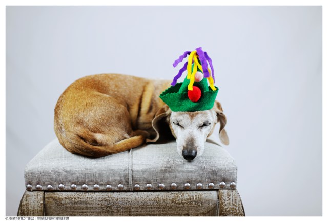 Rufus © Johnny Ortez-Tibbels | www.Rufusontheweb.com