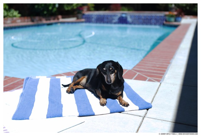 © Johnny Ortez-Tibbels | www.Rufusontheweb.com