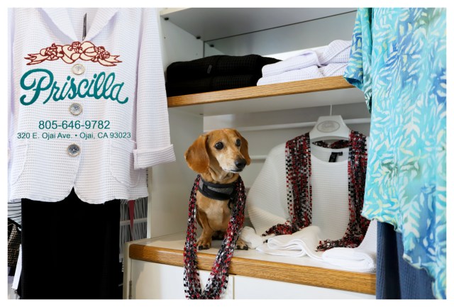 Milo © Johnny Ortez-Tibbels | www.Rufusontheweb.com