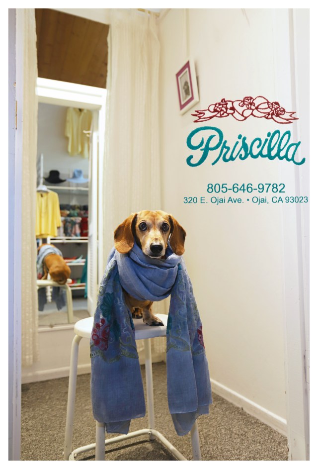 Milo © Johnny Ortez-Tibbels | www.Rufusontheweb.com